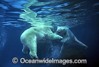 Polar Bear (Ursus maritimus) swimming underwater. North Pole region. Classified Vulnerable on the IUCN Red List.