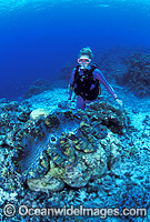 Scuba Diver with Giant Clam (Tridacna gigas). Great Barrier Reef, Queensland, Australia