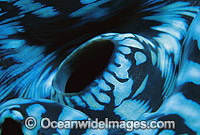 Giant Clam (Tridacna gigas) siphon detail. Great Barrier Reef, Queensland, Australia