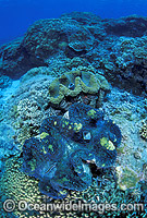 Giant Clams (Tridacna gigas) . Great Barrier Reef, Queensland, Australia