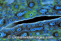 Giant Clam (Tridacna gigas) siphon detail. Great Barrier Reef, Queensland, Australia