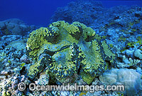 Giant Clam (Tridacna gigas). Great Barrier Reef, Queensland, Australia