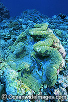 Giant Clam (Tridacna gigas). Great Barrier Reef, Queensland, Australia