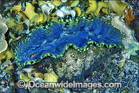 Giant Clam (Tridacna derasa). Great Barrier Reef, Queensland, Australia