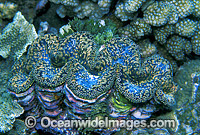 Giant Clam (Tridacna sp.). Great Barrier Reef, Queensland, Australia