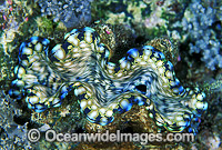 Giant Clam (Tridacna squamosa). Great Barrier Reef, Queensland, Australia