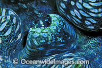 Giant Clam (Tridacna sp.). Great Barrier Reef, Queensland, Australia