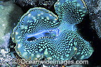 Giant Clam (Tridacna sp.). Found throughtout the Indo-Pacific. Photo taken Great Barrier Reef, Queensland, Australia