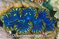Giant Clam (Tridacna sp.). Found throughout the Indo-West Pacific, including the Great Barrier Reef, Australia