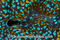 Giant Clam (Tridacna sp.), showing close detail of mantle. Found throughout the Indo-West Pacific, including the Great Barrier Reef, Australia. Photo taken at Christmas Island, Australia.