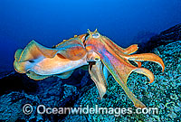 Giant Cuttlefish (Sepia apama). Solitary Islands, New South Wales, Australia