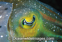 Broadclub Cuttlefish (Sepia latimanus) - close detail of eye. Northern Great Barrier Reef, Queensland, Australia