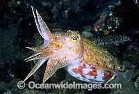 Broadclub Cuttlefish (Sepia latimanus). Papua New Guinea