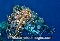 Broadclub Cuttlefish (Sepia latimanus). Northern Great Barrier Reef, Queensland, Australia