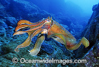 Giant Cuttlefish (Sepia apama). Solitary Islands, New South Wales, Australia