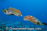 Giant Cuttlefish (Sepia apama) - male courting a female. Solitary Islands, New South Wales, Australia