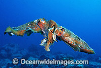 Giant Cuttlefish (Sepia apama) - male and female pair mating. Solitary Islands, New South Wales, Australia