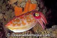 Reaper Cuttlefish (Sepia mestus). Nelson Bay, New South Wales, Australia