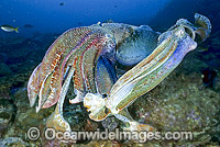 Giant Cuttlefish (Sepia apama) - two rivalling males. Solitary Islands, New South Wales, Australia