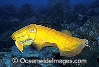 Giant Cuttlefish (Sepia apama) - unusual yellow pigment display. Solitary Islands, New South Wales, Australia