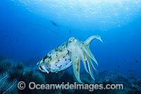 Broadclub Cuttlefish (Sepia latimanus). Found throughout south-east Asia to northern Australia, including Great Barrier Reef.