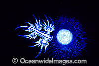 Blue Dragon (Glaucus atlanticus), also known as Sea Swallow, Blue Angel and Blue Glaucus, feeding on the stinging tentacles of a Drifting Siphonophore, Blue Button Jellyfish (Porpita porpita). Photo taken at Coffs Harbour, New South Wales, Australia