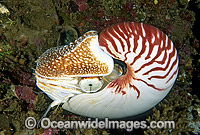 Chambered Nautilus (Nautilus pompilius). Osprey Reef, Coral Sea, Australia