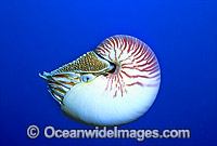 Chambered Nautilus (Nautilus pompilius). Osprey Reef, Coral Sea, Australia