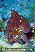Reef Octopus (Octopus cyanea). Great Barrier Reef, Queensland, Australia