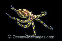 Southern Blue-ringed Octopus (Hapalochlaena maculosa) - swimming mid-water at night. Port Phillip Bay, Victoria, Australia. Extremely venomous and dangerous temperate octopus.
