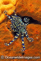 Southern Blue-ringed Octopus (Hapalochlaena maculosa) - on sponge. Port Phillip Bay, Victoria, Australia. Extremely venomous and dangerous temperate octopus.