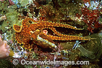 Reef Octopus (Octopus abaculus). Size: 10mm. A close relative of Wunderpus Octopus. Great Barrier Reef, Queensland, Australia