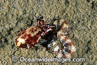 Mimic Octopus (Thaumoctopus mimicus). Kimbe Bay, Papua New Guinea