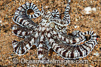 Mimic Octopus (Thaumoctopus mimicus). This octopus is a master of cryptic camouflage, often mimicking marine animals. Found throughout the Indo-West Pacific. Photo taken off Anilao, Philippines. Within the Coral Triangle.