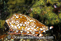 Extremely venomous Textile Cone (Conus textile). Great Barrier Reef, Queensland, Australia