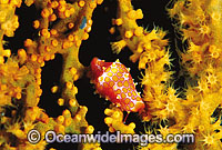 Ovulid Cowry (Crenavolva rosewateri) feeding upon Gorgonian Fan Coral. Great Barrier Reef, Queensland, Australia