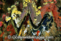 Honeycomb Oyster (Hyotissa hyotis) covered in encrusting Sponge and Ascidian. Bali, Indonesia