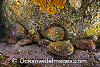 Blacklip Abalone (Haliotis rubra). Found from Fremantle, WA, to northern NSW and around Tas. Photo was taken in Governor Island Marine Sanctuary, Bicheno, Tasmania, Australia.