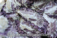 Rock Oysters. Bali Hai Island, Whitsunday Islands, Queensland, Australia
