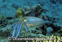Bigfin Reef Squid (Sepioteuthis lessoniana). Great Barrier Reef, Queensland, Australia