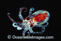 Bobtail Squid (Sepiola sp.) - size: 30mm. Great Barrier Reef, Queensland, Australia