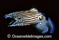 Striped Pyjama Squid (Sepioloidea lineolata). Edithburgh, South Australia