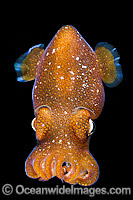 Bottletail Squid (Sepiadarium kochi), swimming in mid water at night. Found throughout the Indo-Pacific. Photo was taken off Anilao, Philippines. Within the Coral Triangle.