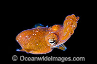 Bottletail Squid (Sepiadarium kochi), swimming in mid water at night. Note funnel used to propel the animal through the water. Found throughout the Indo-Pacific. Photo was taken off Anilao, Philippines. Within the Coral Triangle.