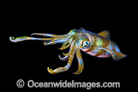 Bigfin Reef Squid (Sepioteuthis lessoniana), juvenile swimming in mid water at night. Found throughout the Indo-Pacific. Photo was taken off Anilao, Philippines. Within the Coral Triangle.