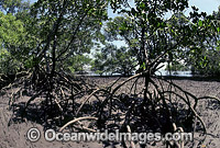 Mangrove trees (Rhizophora sp.) with exposed roots during low tide. Cleveland, Queensland, Australia