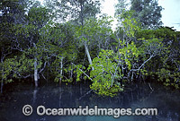 Mangrove trees during high tide. Willie Creek, North of Broom, Western Australia, Australia
