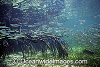 Schooling Anchovy (Engraulis australis) sheltering amongst Mangrove roots (Rhizophora stylosa) during high tide. Low Isle, Great Barrier Reef, Queensland, Australia