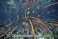 Mangrove Jack (Lutjanus argentimaculatus) sheltering amongst Mangrove roots (Rhizophora stylosa) during high tide. Low Isle, Great Barrier Reef, Queensland, Australia
