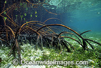 Mangrove roots (Rhizophora stylosa) during high tide. Low Isle, Great Barrier Reef, Queensland, Australia